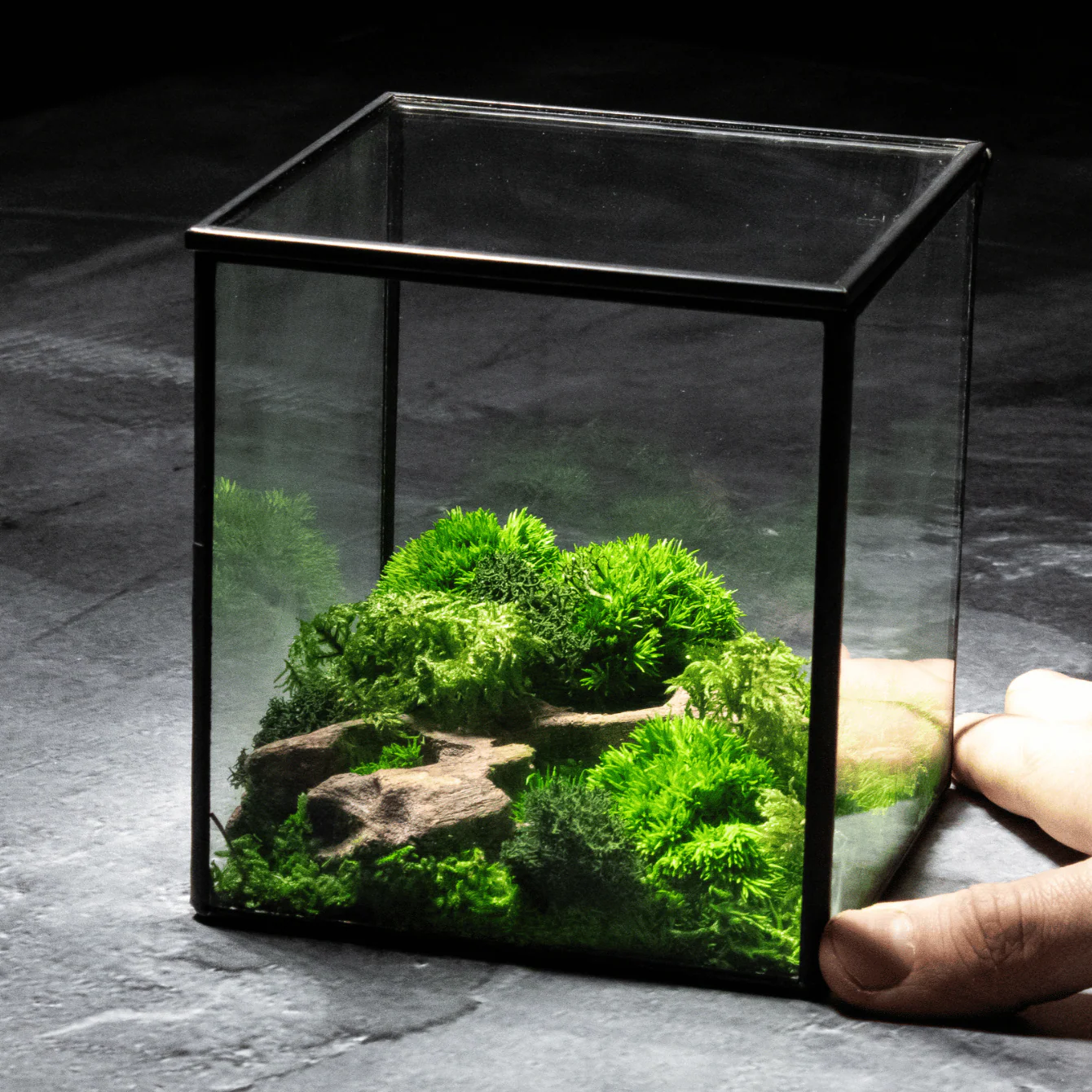 All Terrariums - International